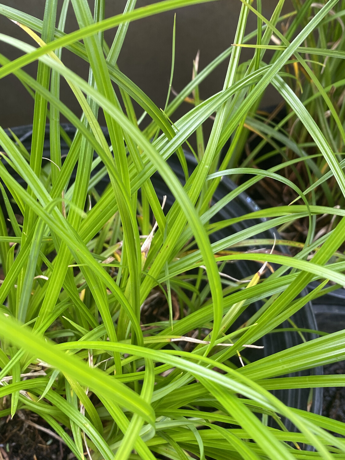 Carex obnupta - Slough Sedge