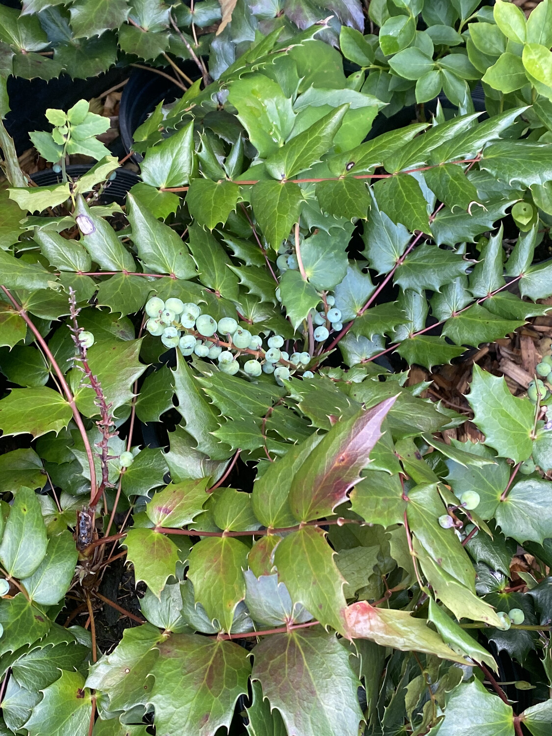 Mahonia (Berberis) nervosa - Cascade Oregon Grape
