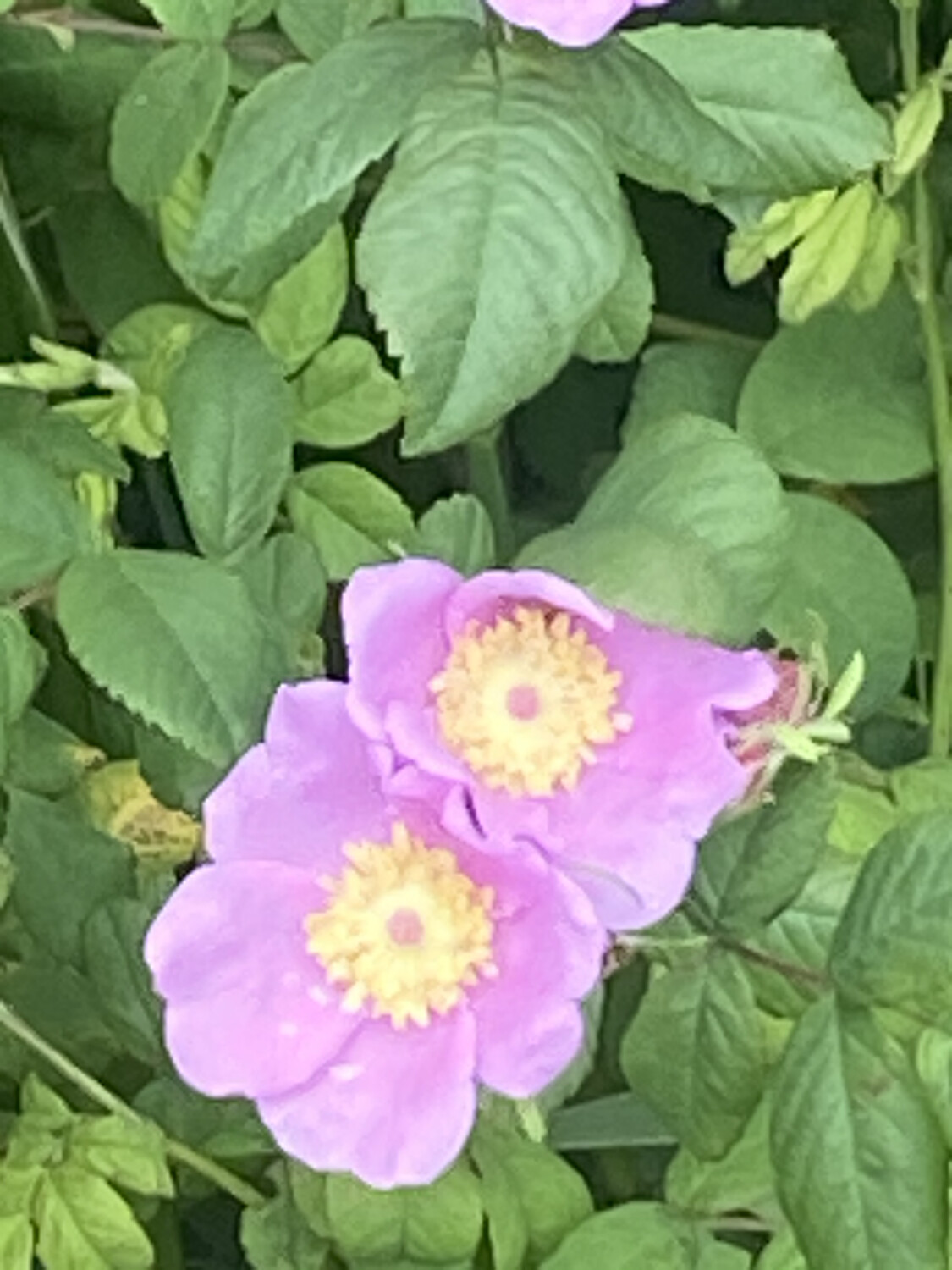 Rosa pisocarpa - Pea-Fruited Rose, Cluster Rose