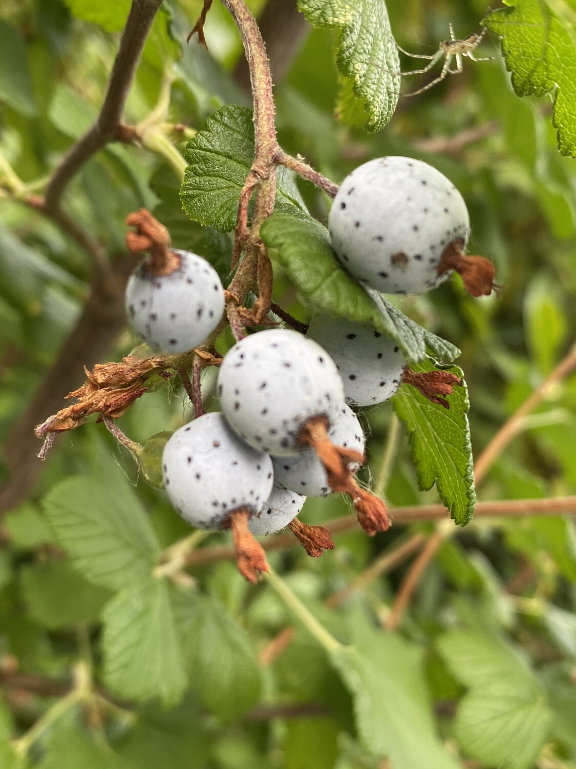 Featured image of post How to Make Red Flowering Currant Berries Edible