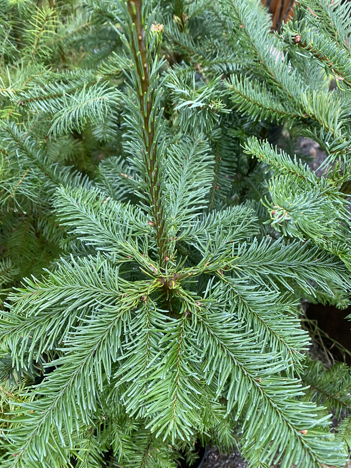 noble fir needles