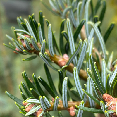 Abies grandis - Grand Fir