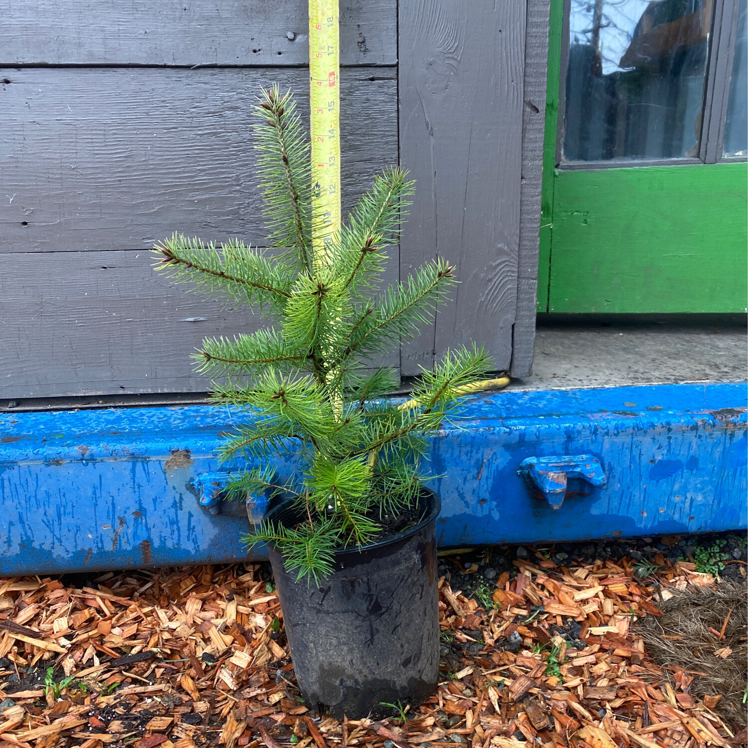 Pseudotsuga menziesii Douglas Fir Plantas nativa LLC Online Store