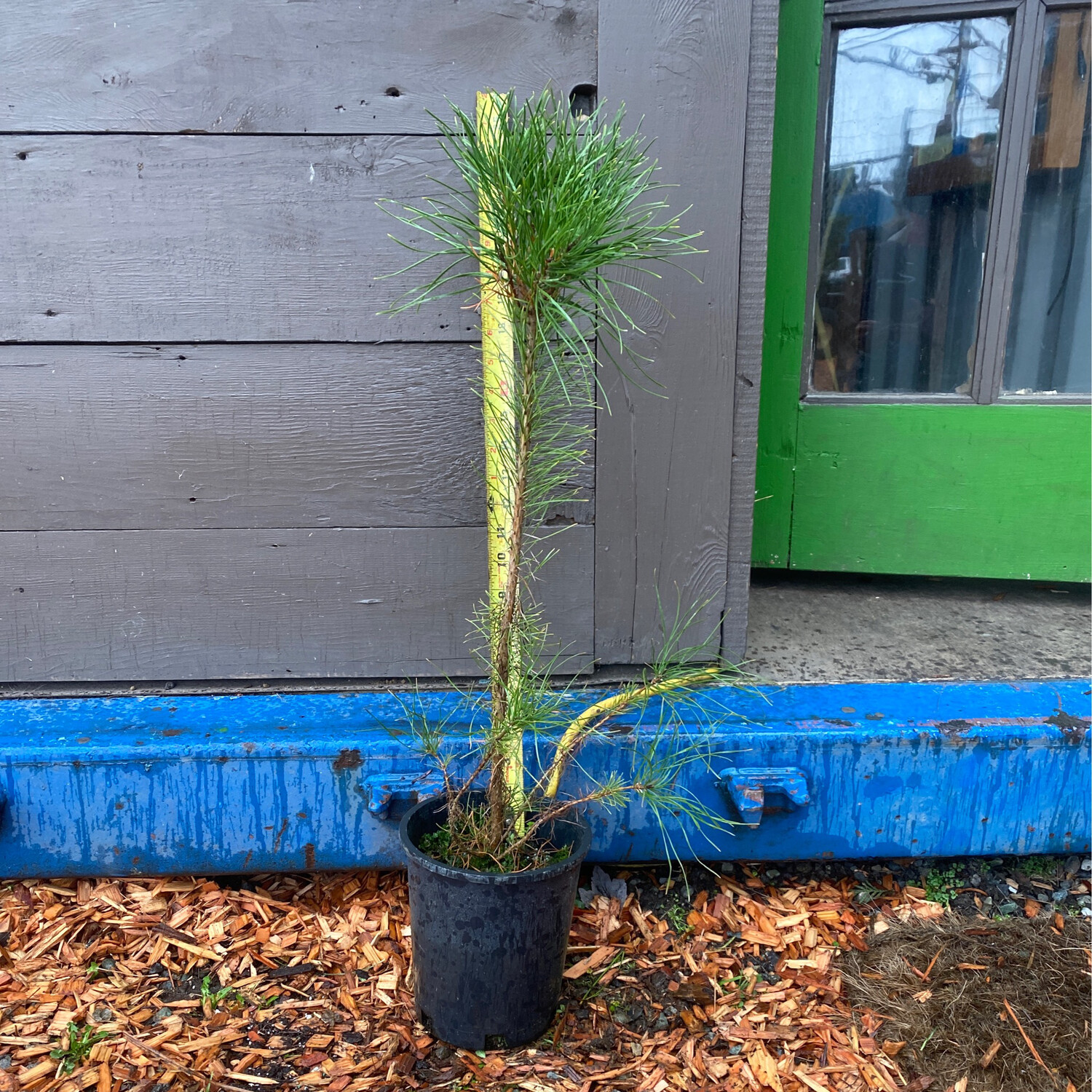 Pinus contorta v. contorta - Shore Pine