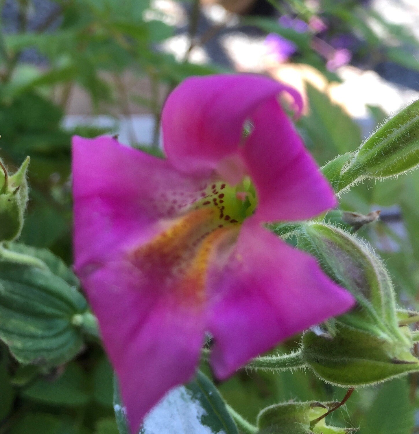 Mimulus Lewisii Pink Monkey Flower