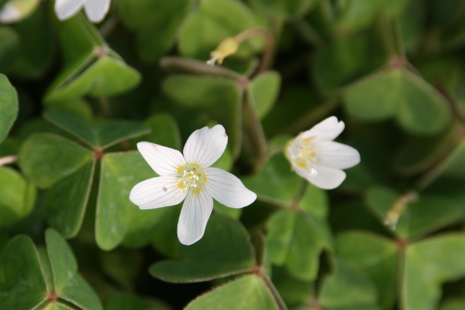 Oxalis Oregana Wood Sorrel