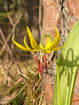 Erythronium grandiflorum - Yellow Glacier Lily