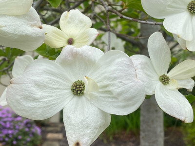 Cornus nuttallii x florida 'Eddie's White Wonder' - White Wonder Flowering Dogwood Tree