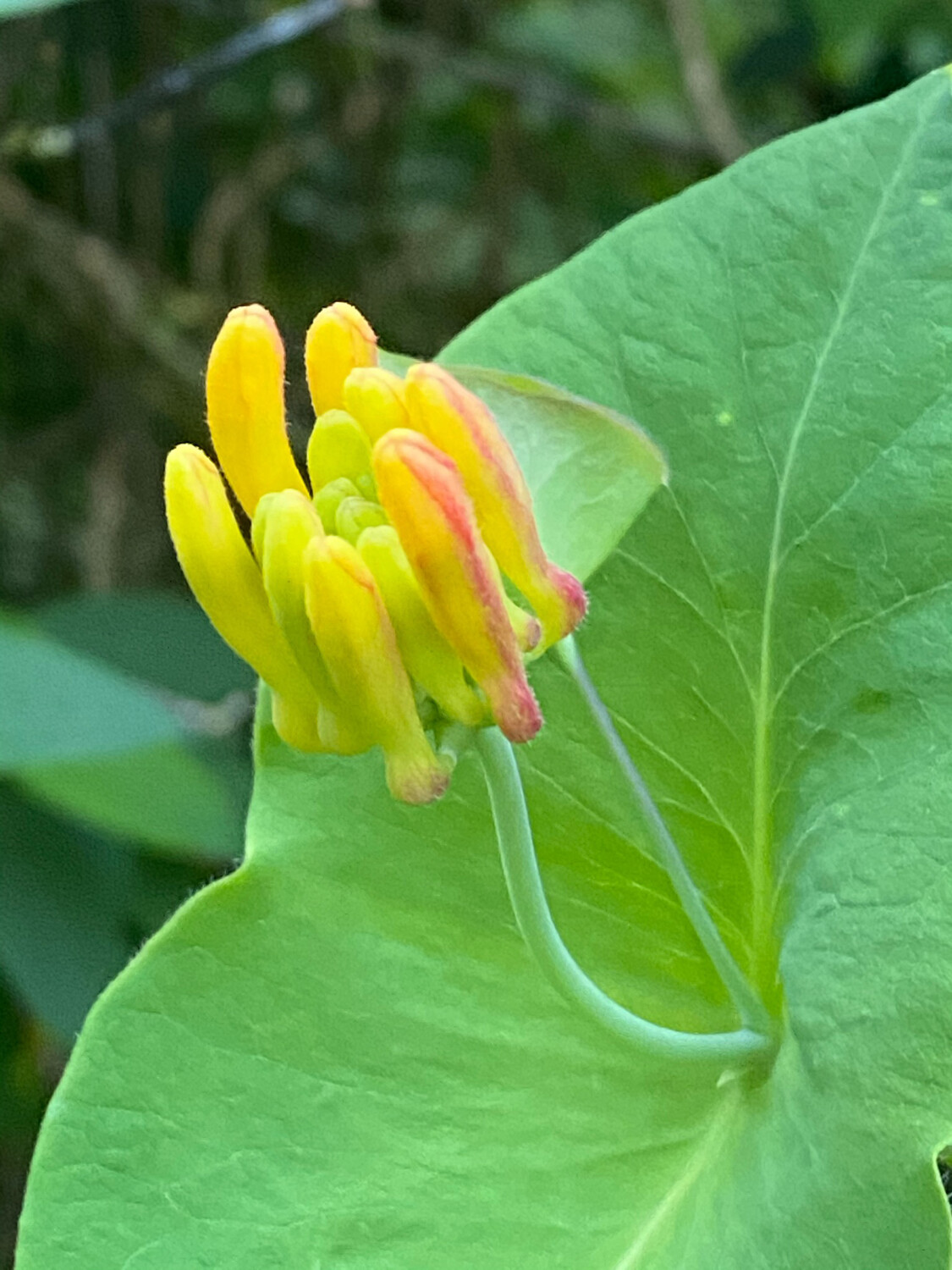 yellow honeysuckle flower