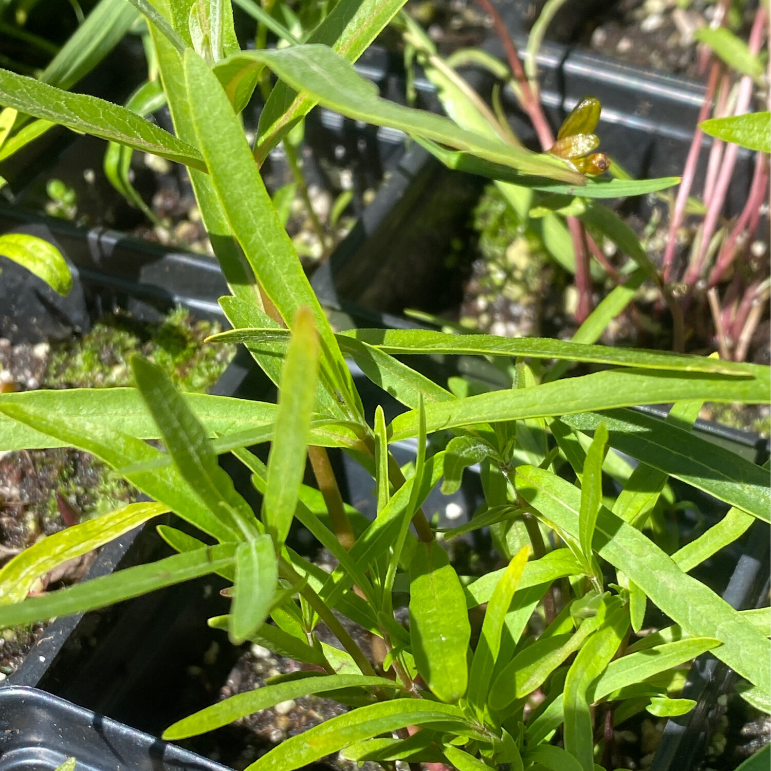 Asclepias speciosa - Showy Milkweed