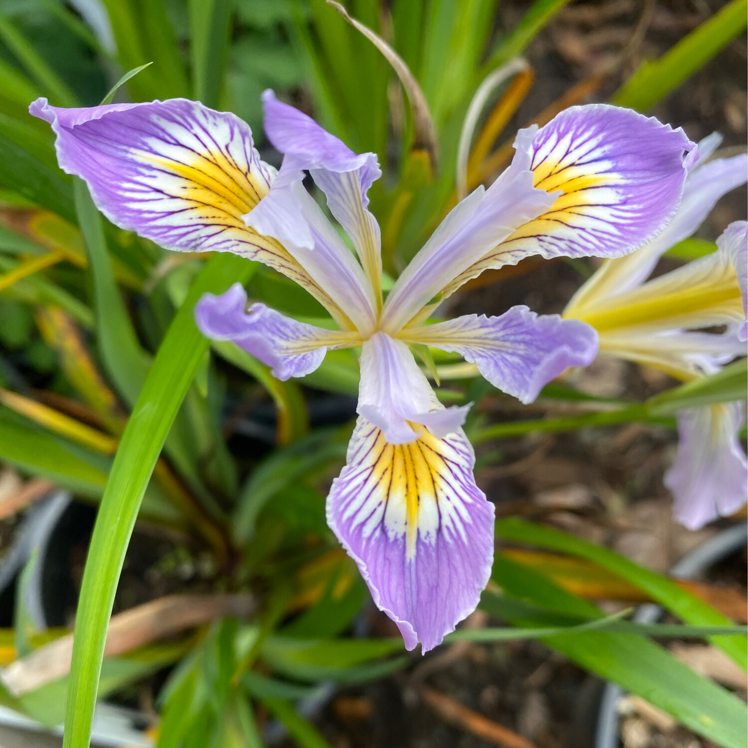 Iris douglasiana - Douglas Iris
