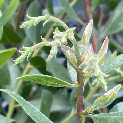 Arctostaphylos x densiflora 'Sentinel'- Sentinel Manzanita