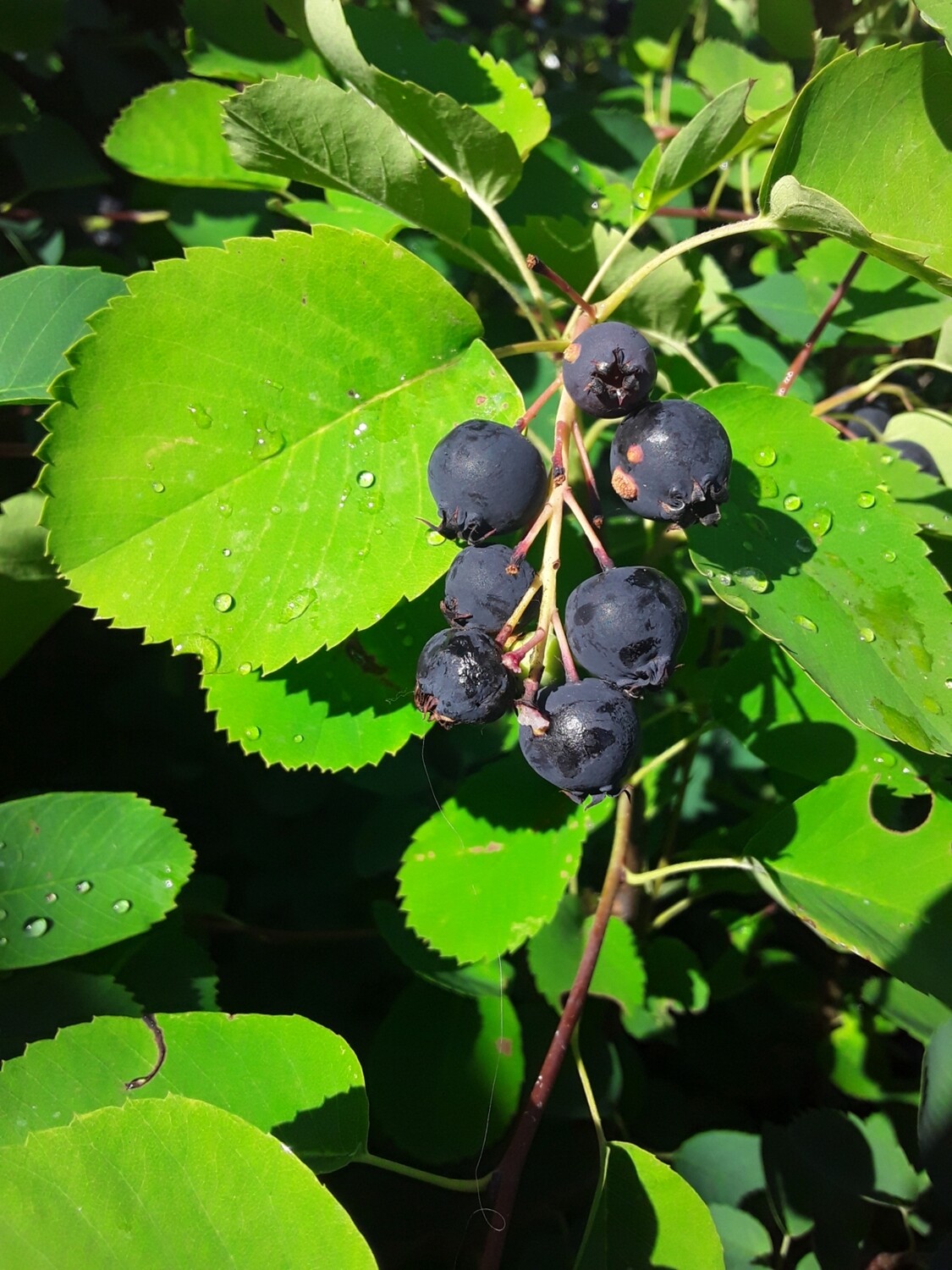 Amelanchier Alnifolia Serviceberry
