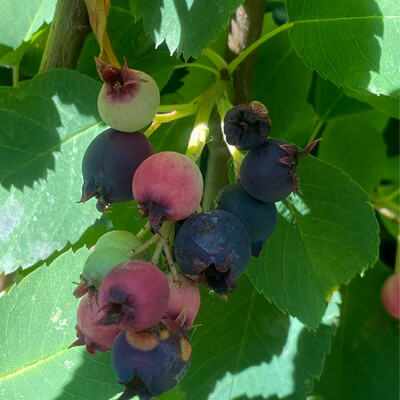 Amelanchier alnifolia - Saskatoon, Serviceberry