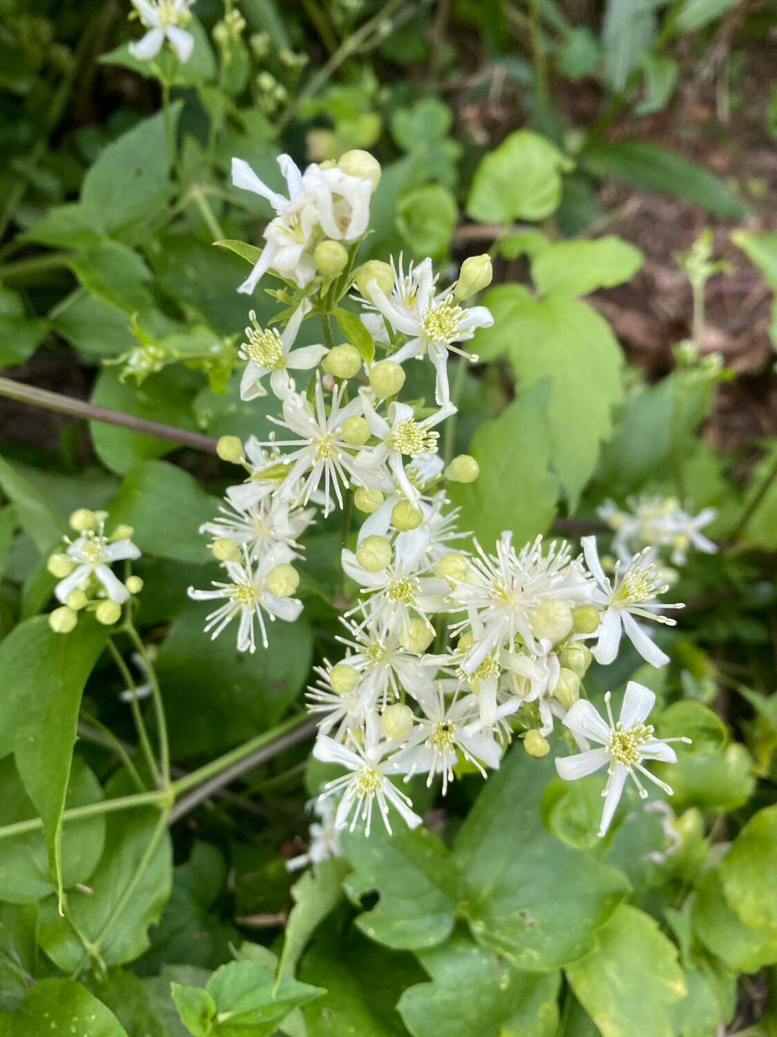 Clematis ligusticifolia - Western White Clematis