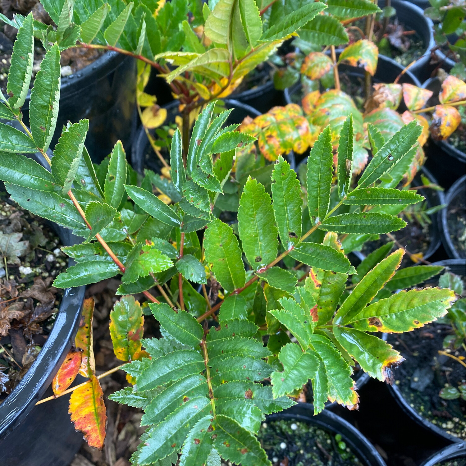 Sorbus sitchensis - Sitka Mountain Ash - Plantas nativa LLC - Trees ...