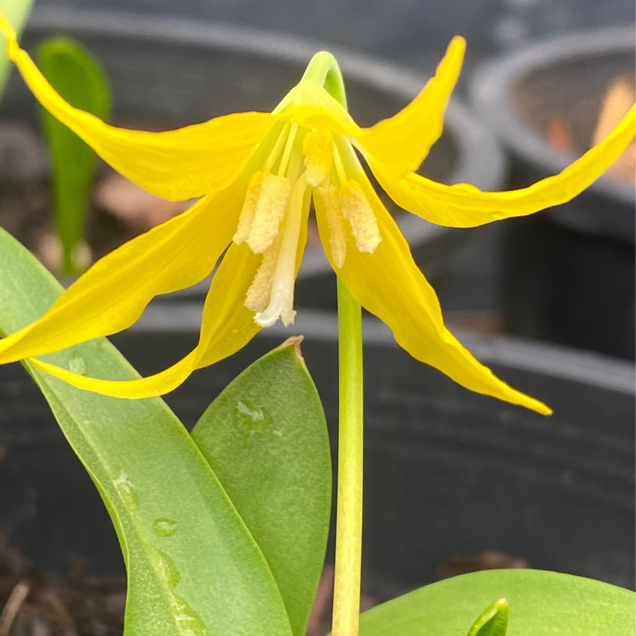 Erythronium grandiflorum - Yellow Avalanche Lily