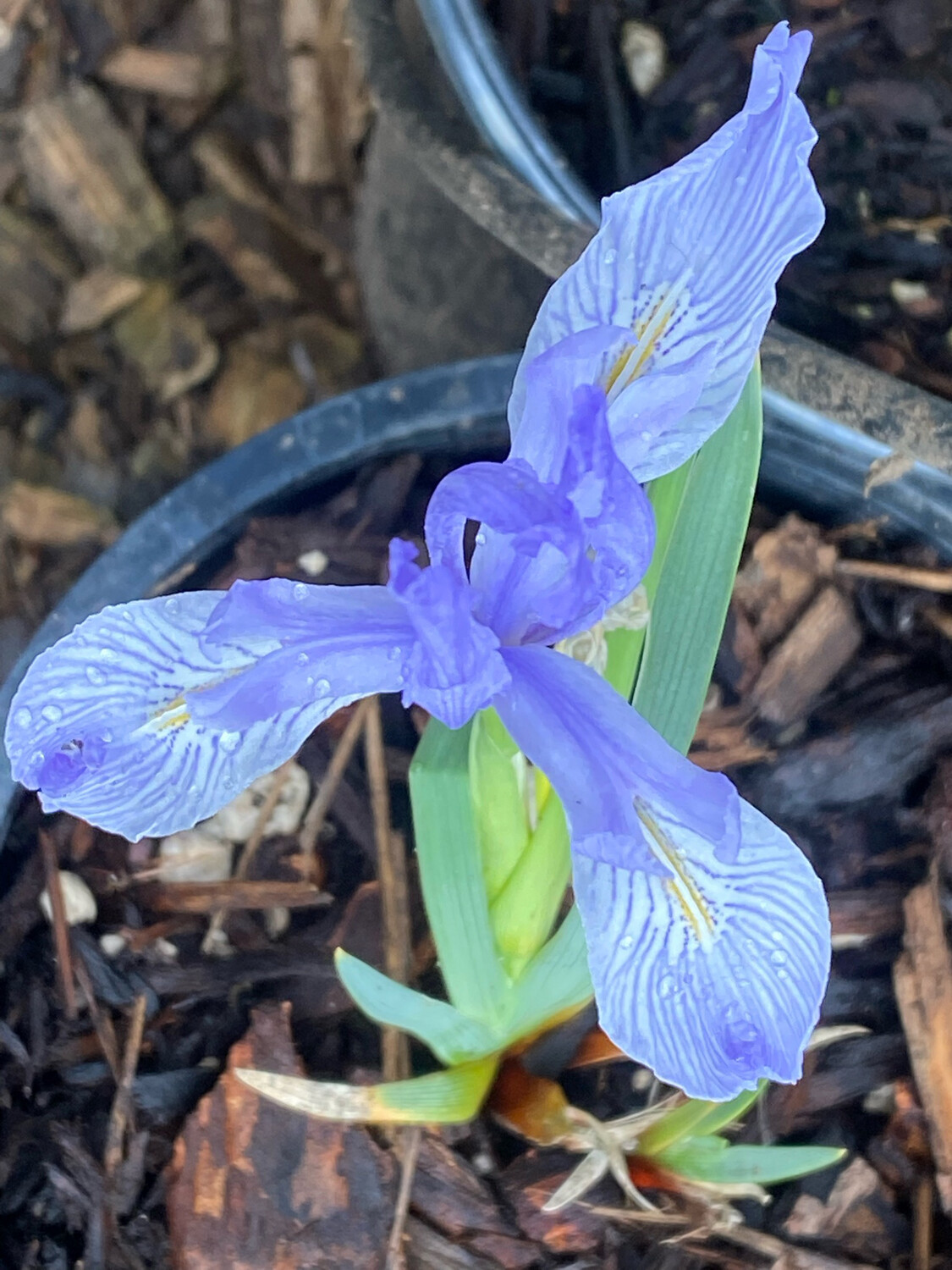Iris missouriensis Western BlueFlag Iris Plantas nativa LLC Perennials NW Native Plant