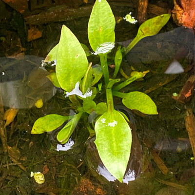 Alisma triviale - Northern Water Plantain