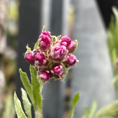 Antennaria rosa - Rosy Pussytoes