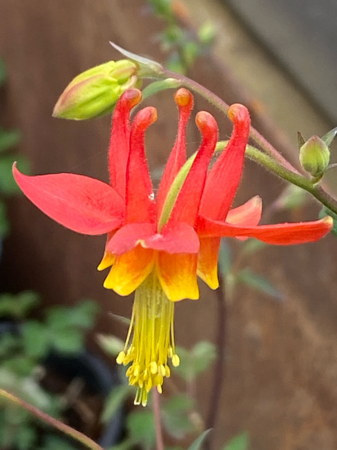 Red Columbine Plant