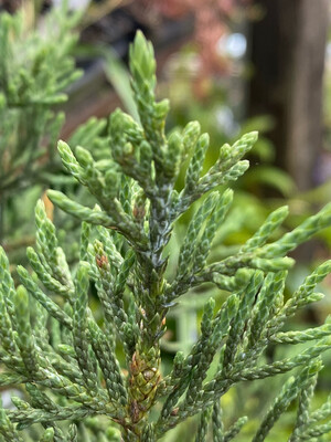 Juniperus occidentalis - Western Juniper