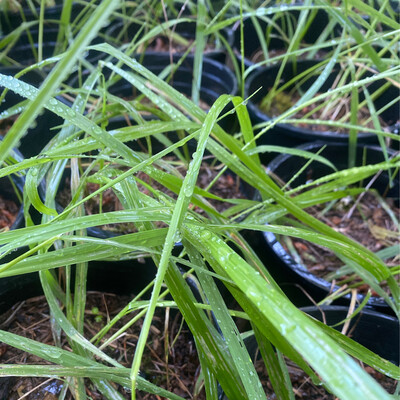 Hierochloe odorata - Hairy Sweetgrass