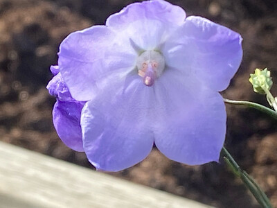 Campanula rotundifolia - Bluebell Bellflower, Harebells