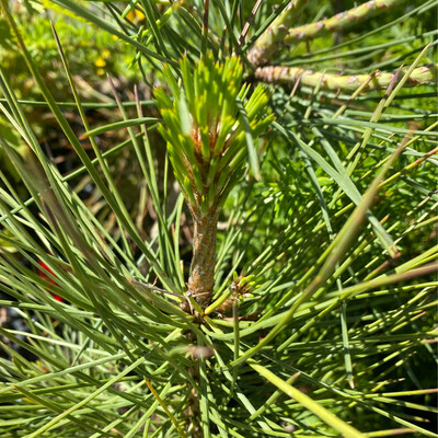 Pinus jeffreyi - Jeffreyi Pine