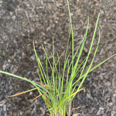 Koeleria macrantha - Prairie Junegrass