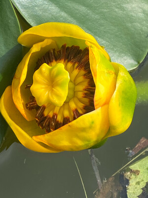 Nuphar polysepala- Yellow Pond Lily