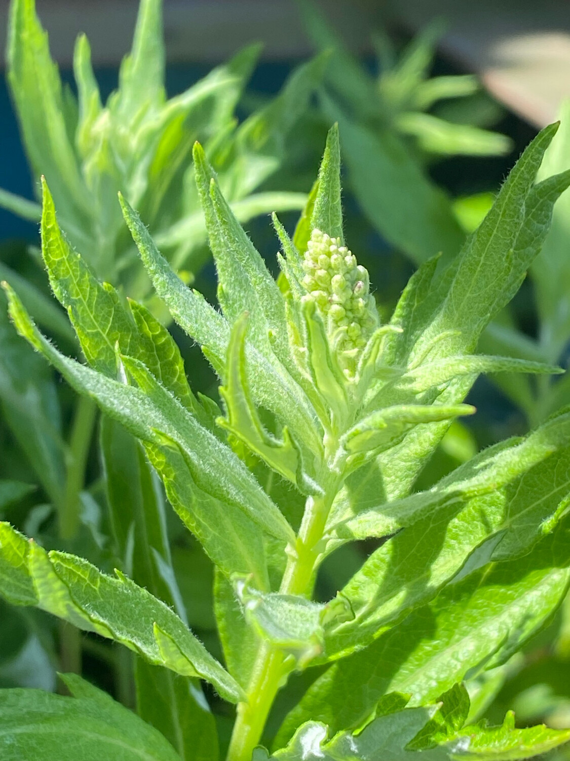Artemisia suksdorfii - Coastal Wormwood