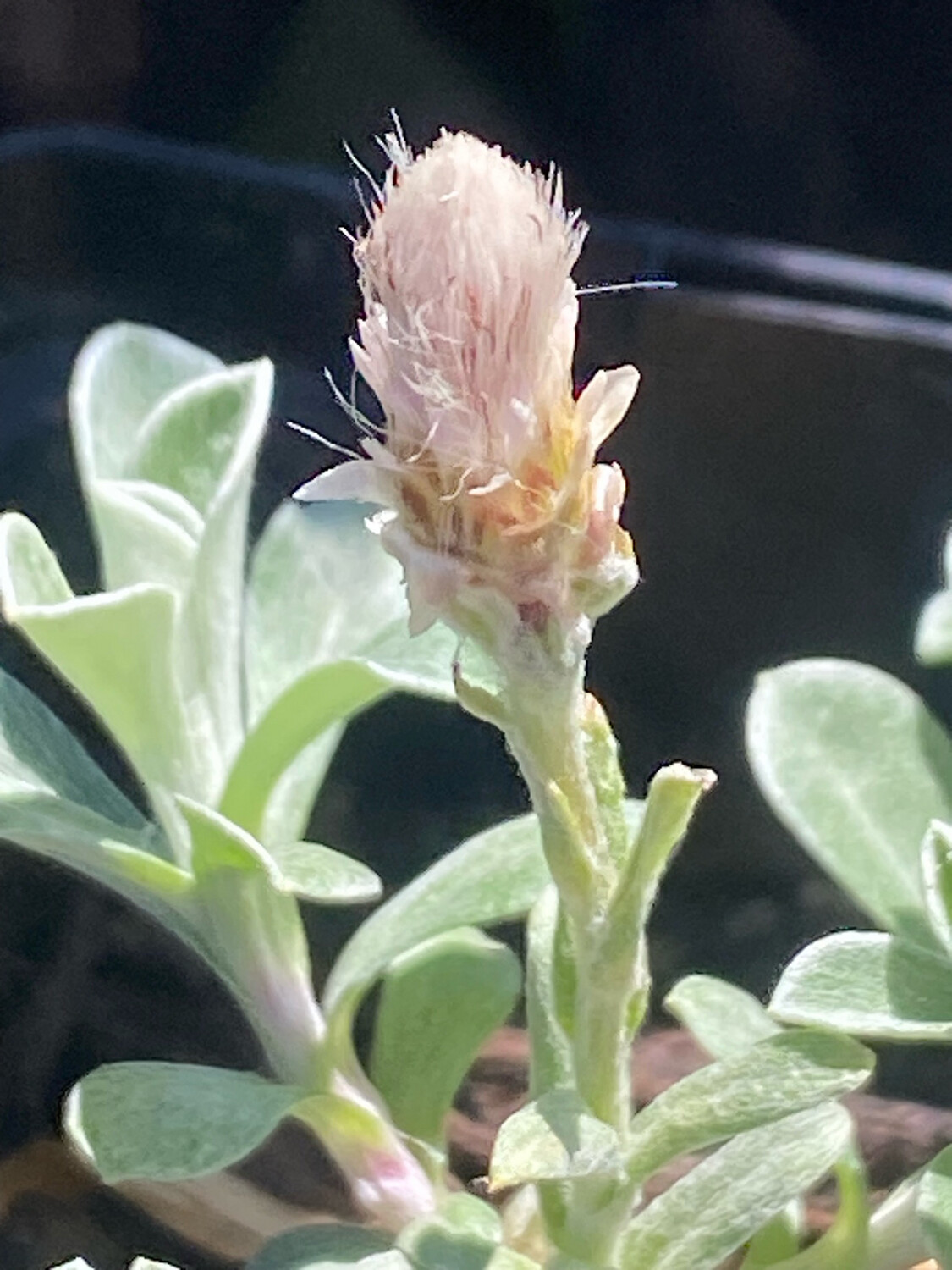 Antennaria microphylla - Littleleaf Pussytoes