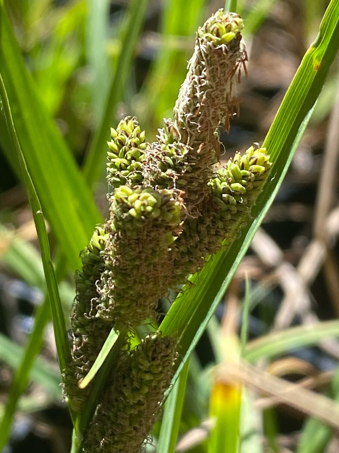 Carex kelloggii (lenticularis) - Lakeshore Sedge