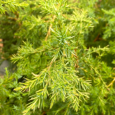 Juniperus maritima (sopulorum) - Seashore Juniper