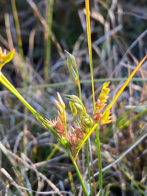 Juncus tenuis - Slender Rush