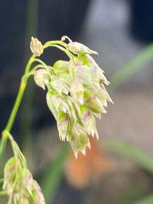 Hierochloe odorata - Hairy Sweetgrass
