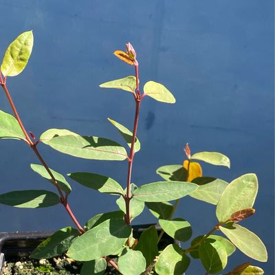 Apocynum androsaemifolium - Flytrap Dogbane