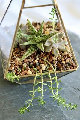 Little Succulent Gift