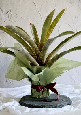 Bromeliad Beauty