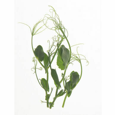 Tendril Pea Small