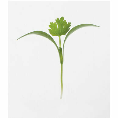 Micro Cilantro Small 1.5oz