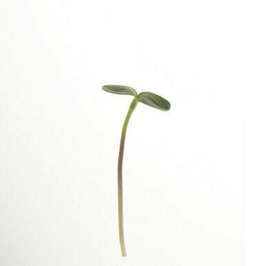 Sunflower Microgreens Small