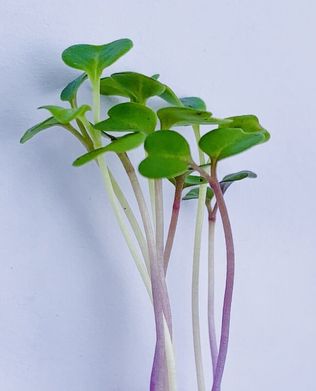Microkale  3oz