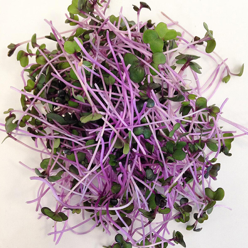 Red Cabbage 3oz
