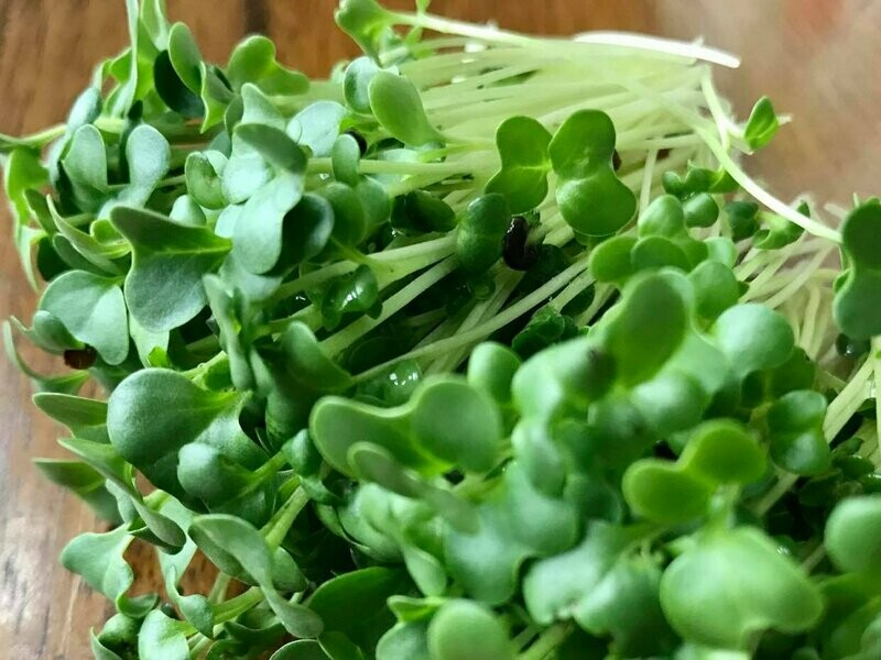 Broccoli Microgreens 8oz