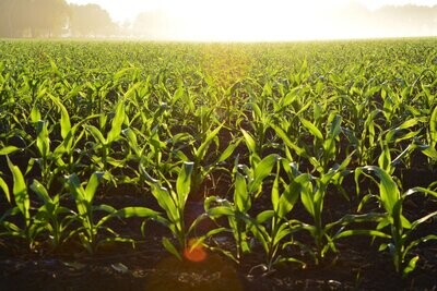 agro