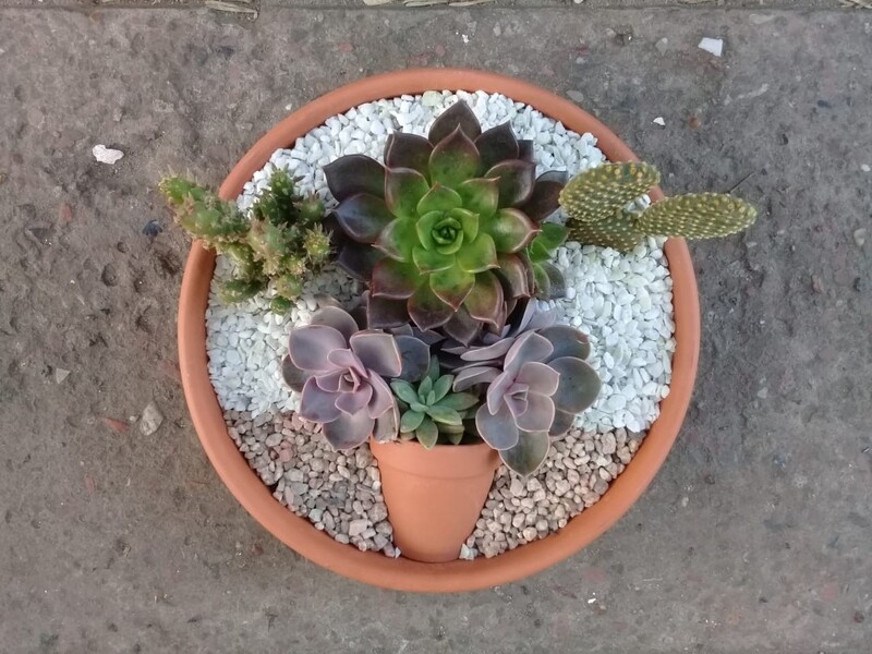 Succie Pot