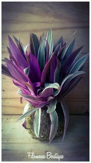 Kokedamas