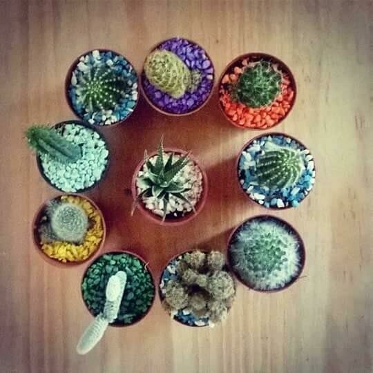 Mini Cactus y Mini Suculentas